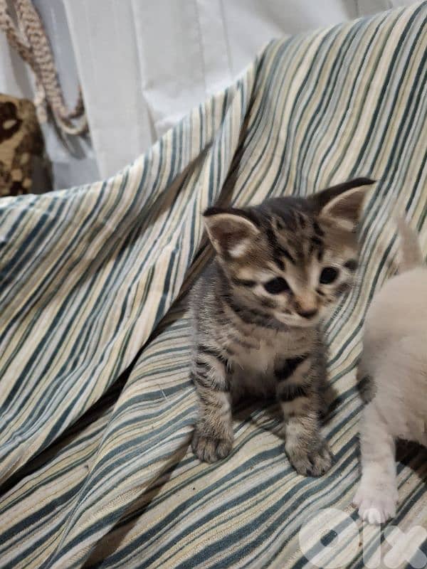 kitten one 20$    all  50$ 6
