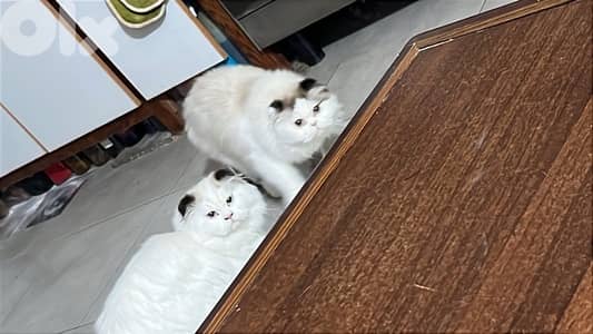 ragdoll scotish
