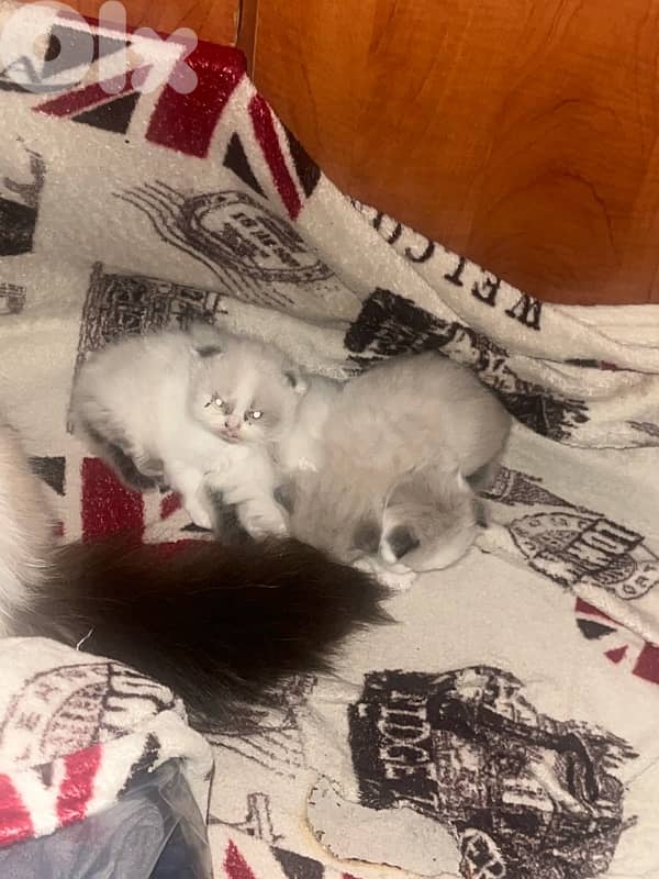 ragdoll scotish 1