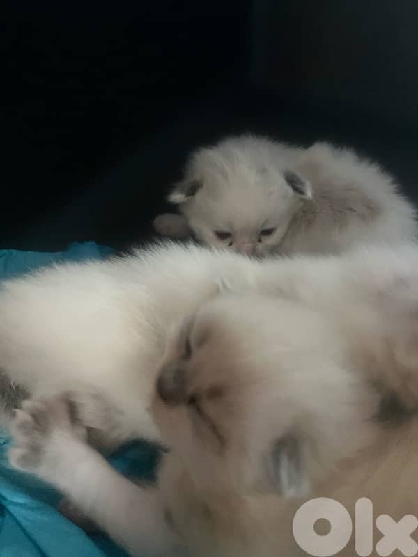 ragdoll scotish 2