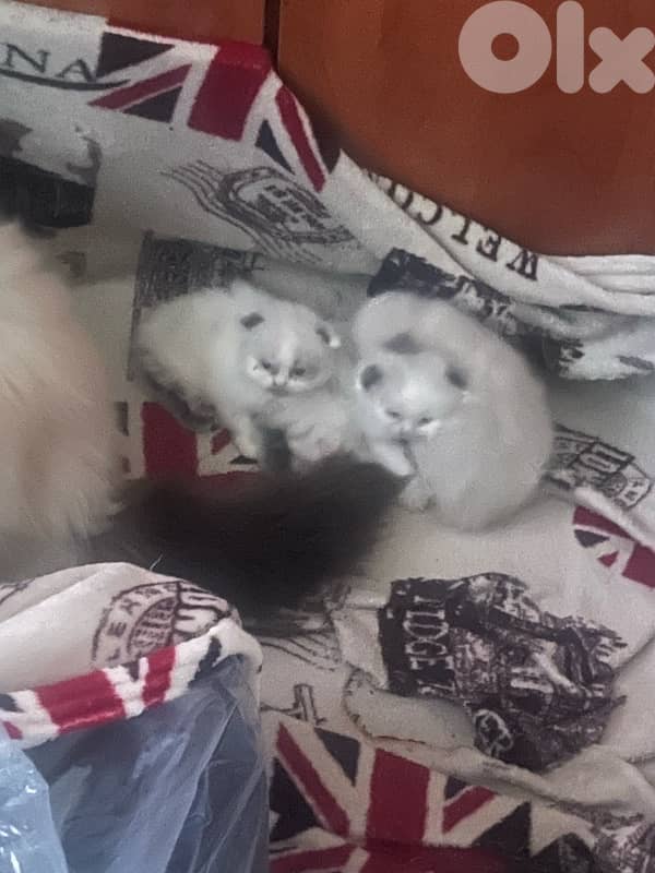 ragdoll scotish 3