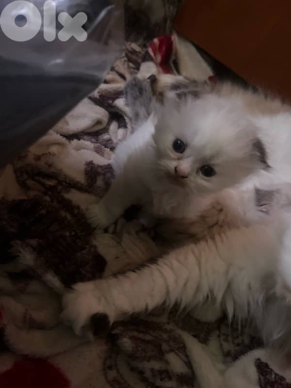 ragdoll scotish 4