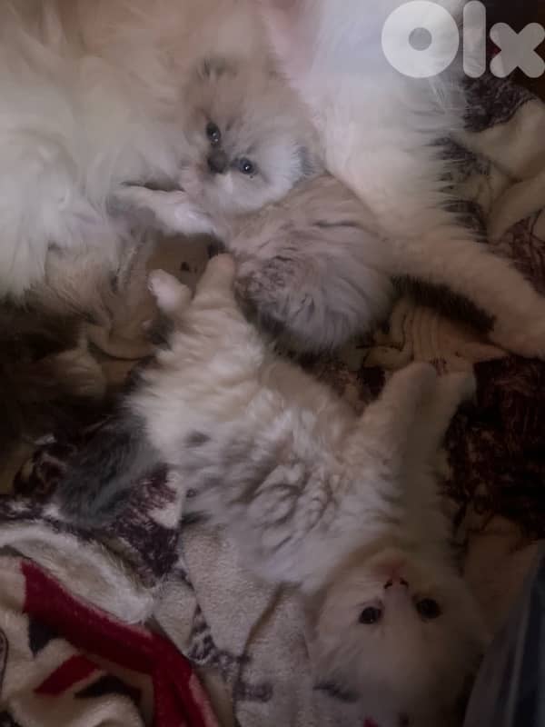 ragdoll scotish 5