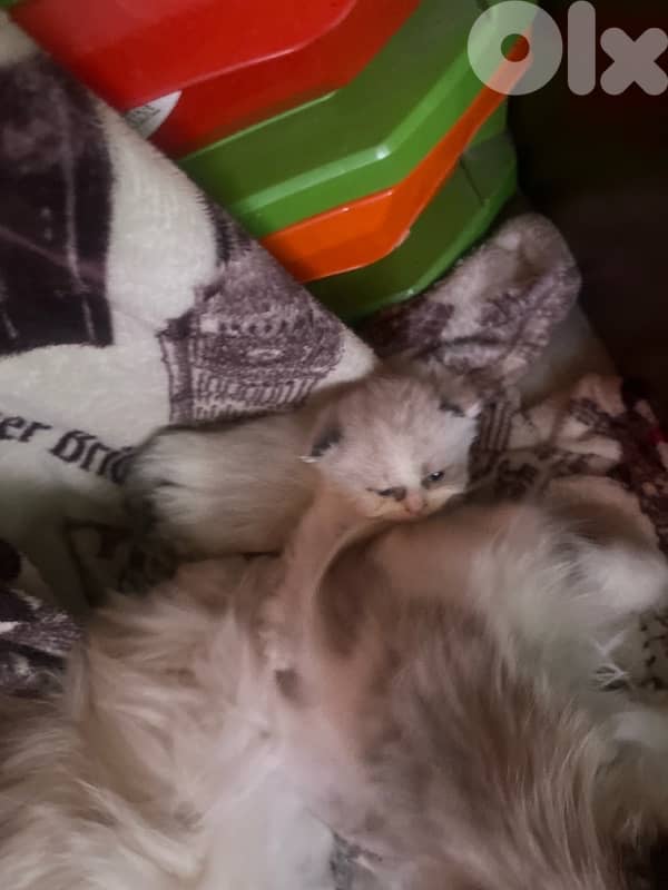 ragdoll scotish 6