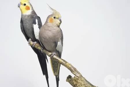 Buying Cockatiel / كروان مروض كوكتيل