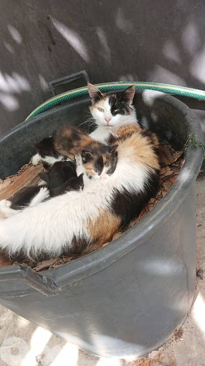 Adorable Kittens For Adoption
