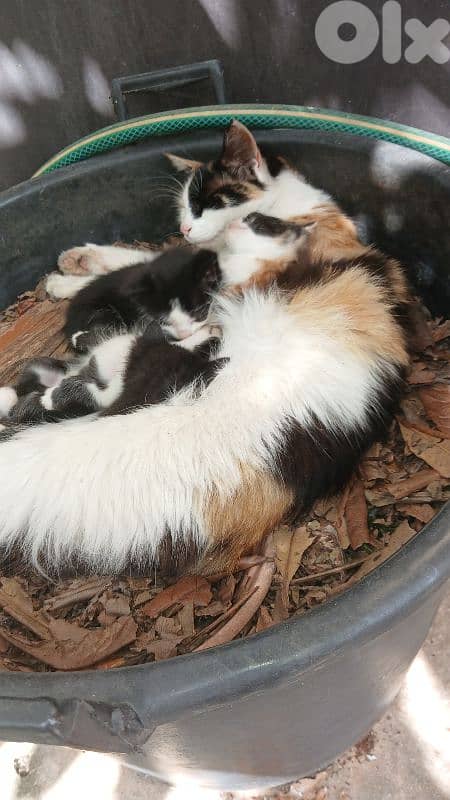 Adorable Kittens For Adoption 1