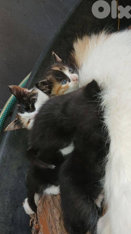 Adorable Kittens For Adoption 2