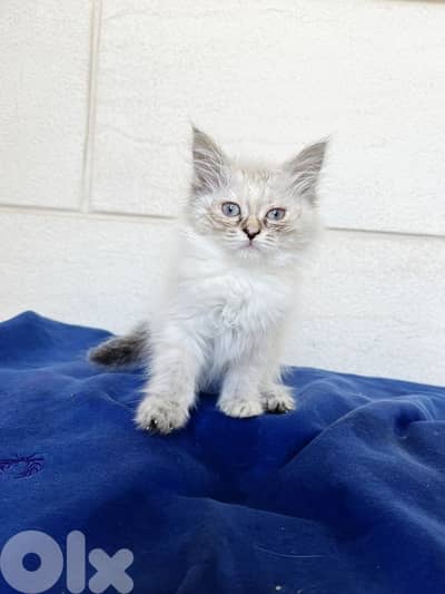 Exclusive premium   Siberian  kitten