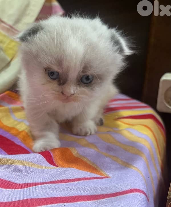 ragdoll scotish 7