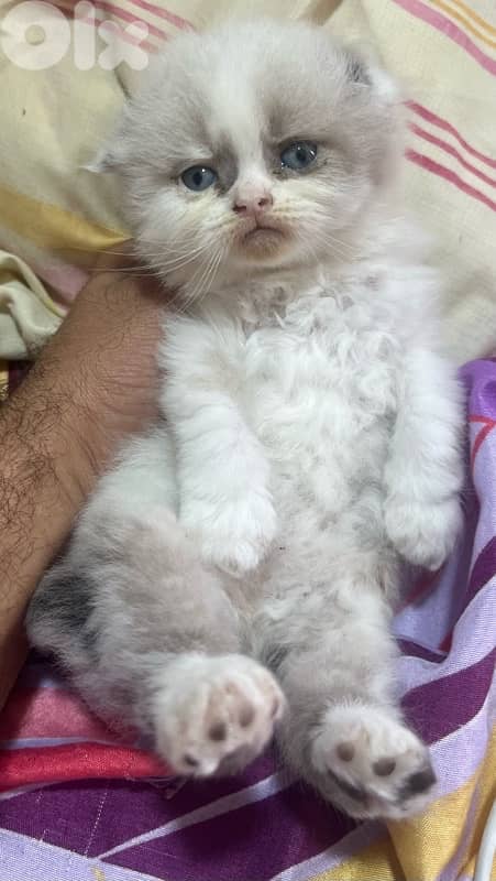 ragdoll scotish 8