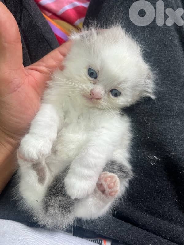 ragdoll scotish 9