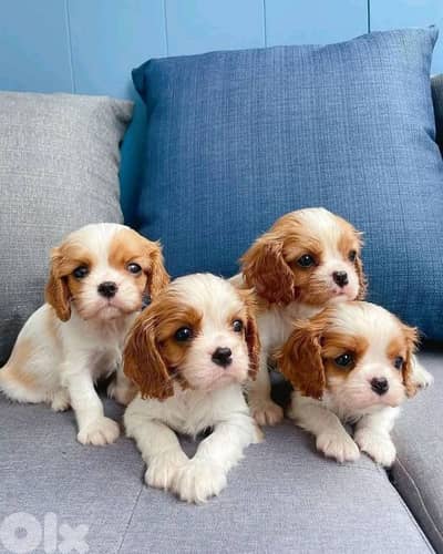 Cavalier King Charles Puppies / dog / كلاب/Delivery/Available in shop