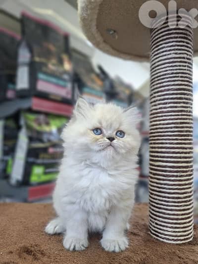 Beautifull  Kittens Available /In Store /Delivery /Cat