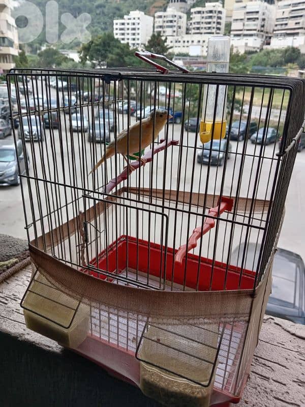 انطلياس 2