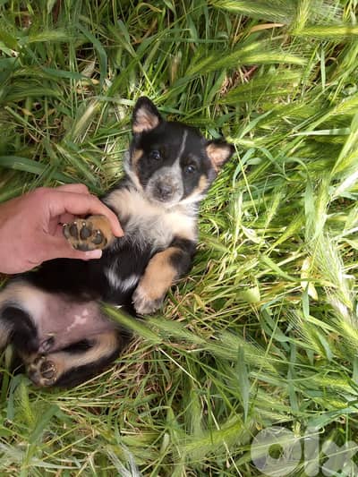 Malinois × German Shepherd mix