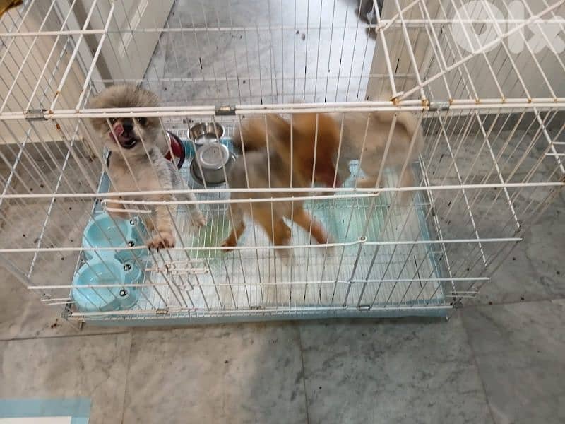 3 female teacup pomeranians for breeding 1