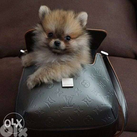 Pomeranian Spitz BABY Small Size puppy / dog كلاب 0