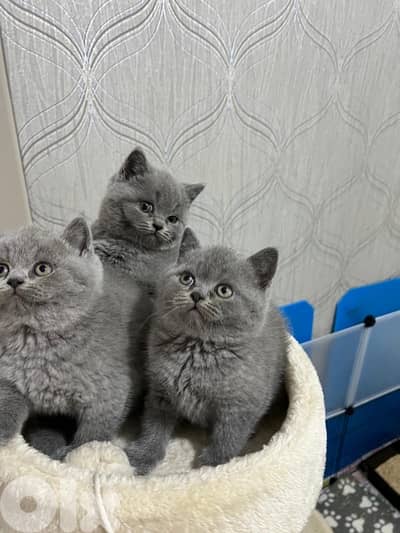 pure British kittens