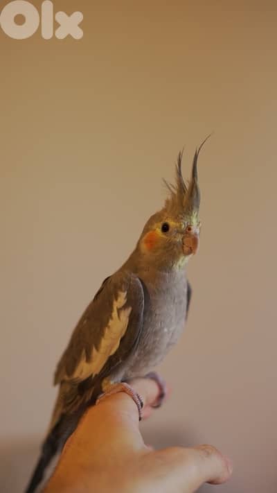 Cockatiel / Karawan for sale