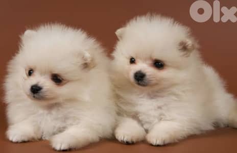 pomeranian