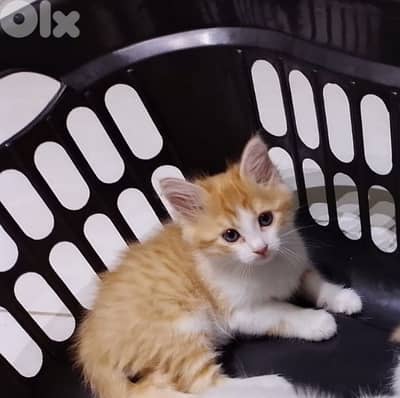 cats for adoption