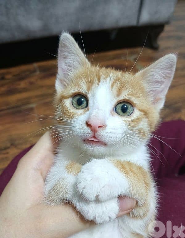 cats for adoption 1