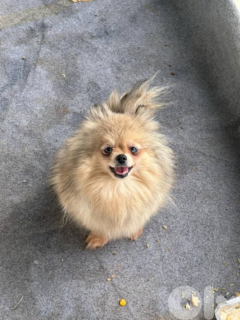 4 Tea cup pomeranian for sale 2