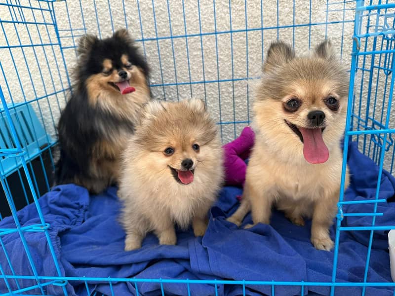 4 Tea cup pomeranian for sale 3
