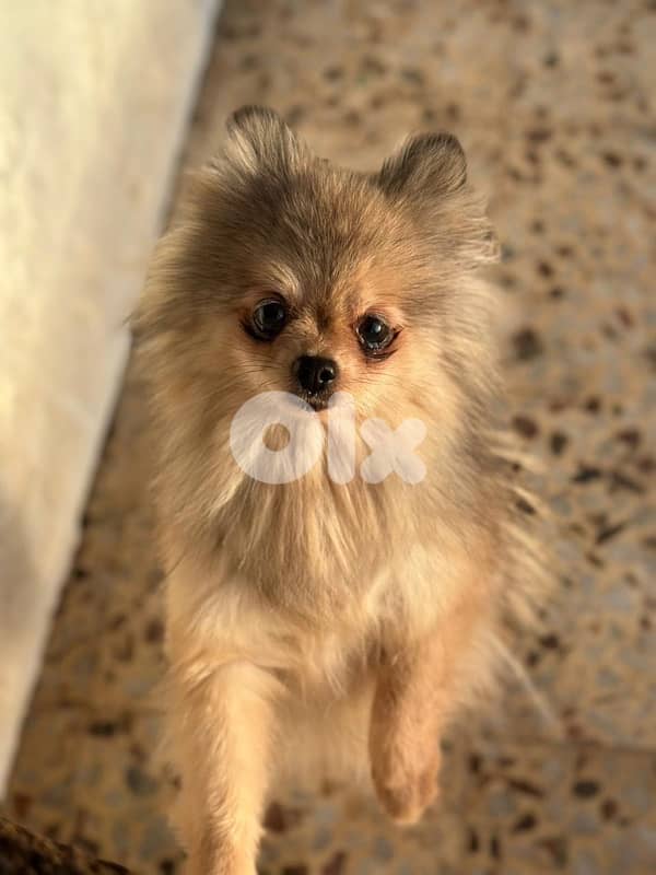 4 Tea cup pomeranian for sale 4