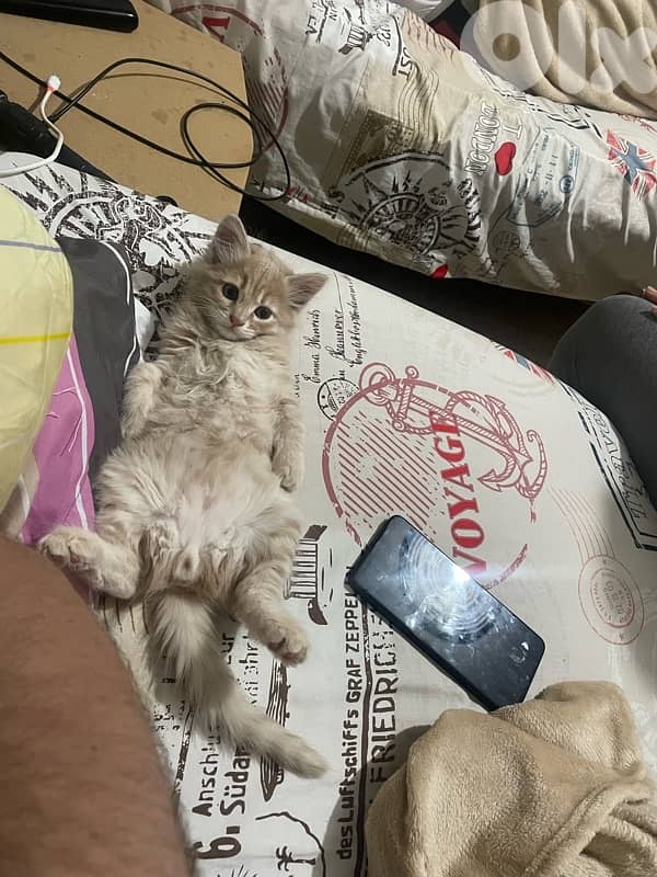 03781849للتبني 5