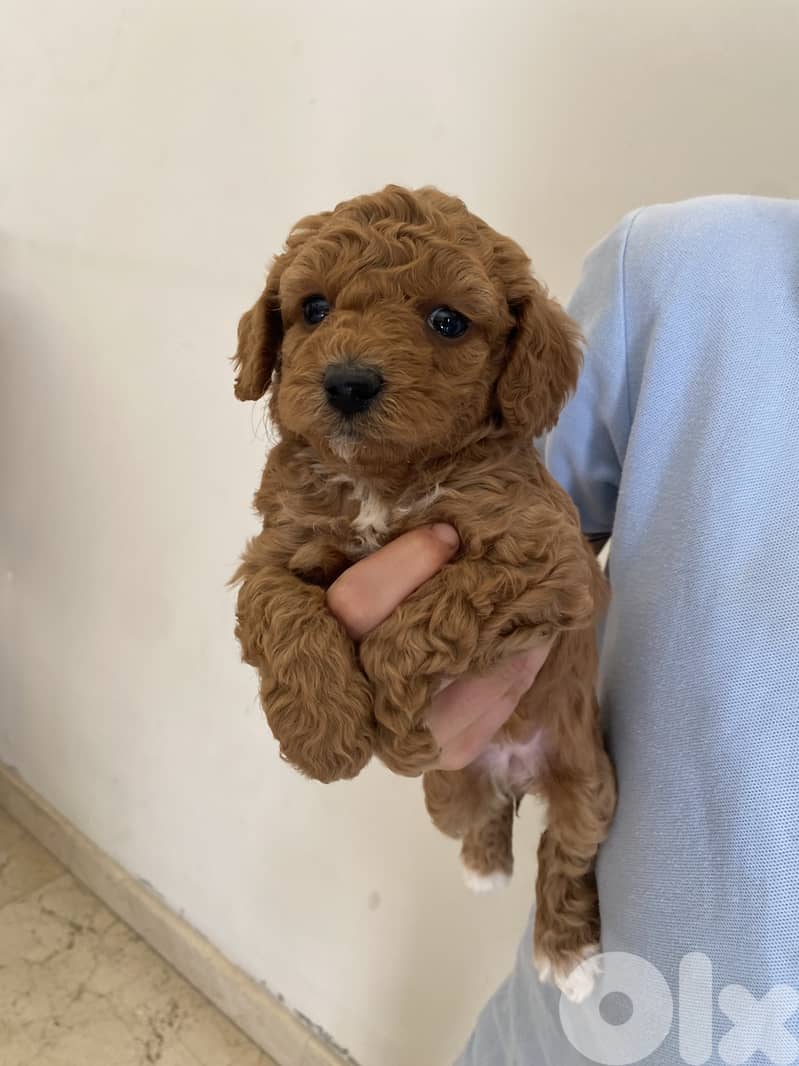 Adorable Toy Poodle Puppies – Ready for a Loving Home  1