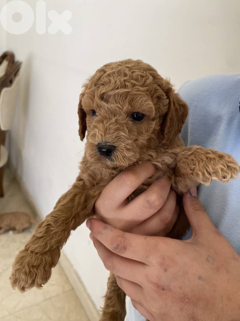 Adorable Toy Poodle Puppies – Ready for a Loving Home  2