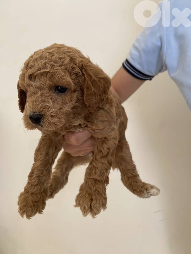Adorable Toy Poodle Puppies – Ready for a Loving Home  3