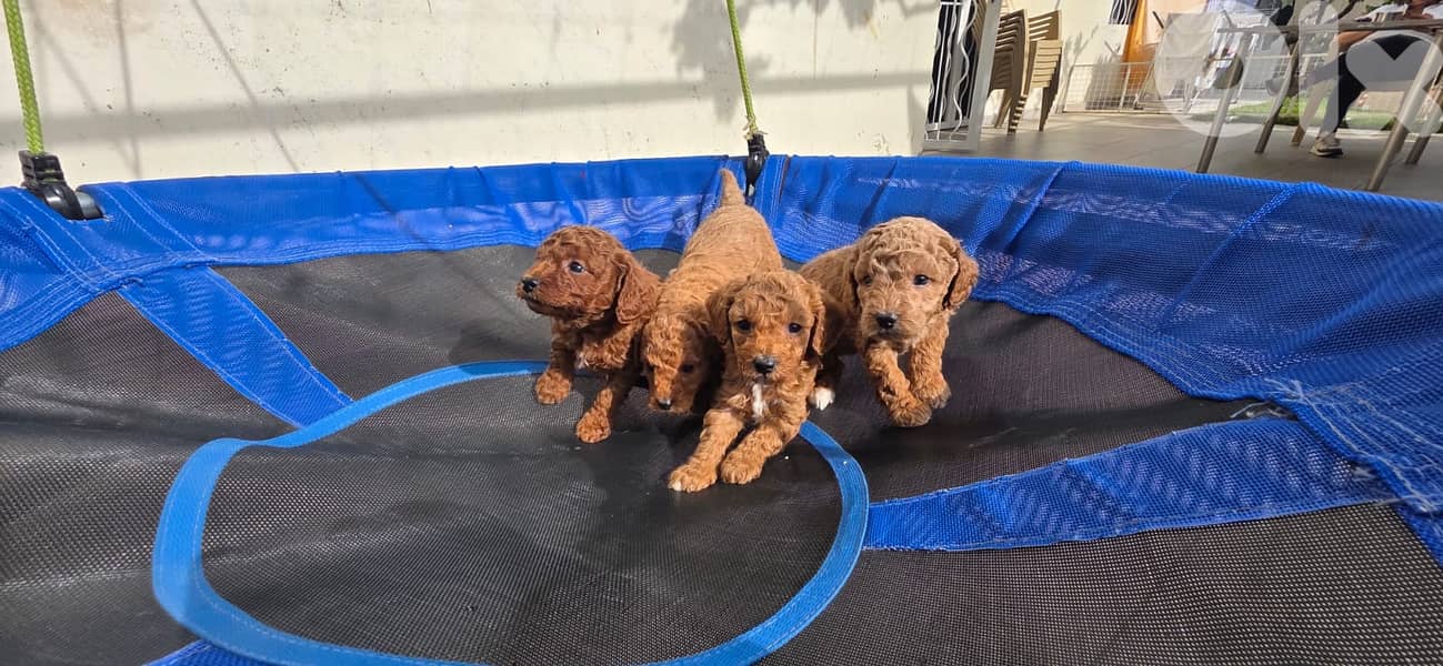 Adorable Toy Poodle Puppies – Ready for a Loving Home  5