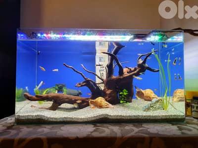 60 liter aquarium