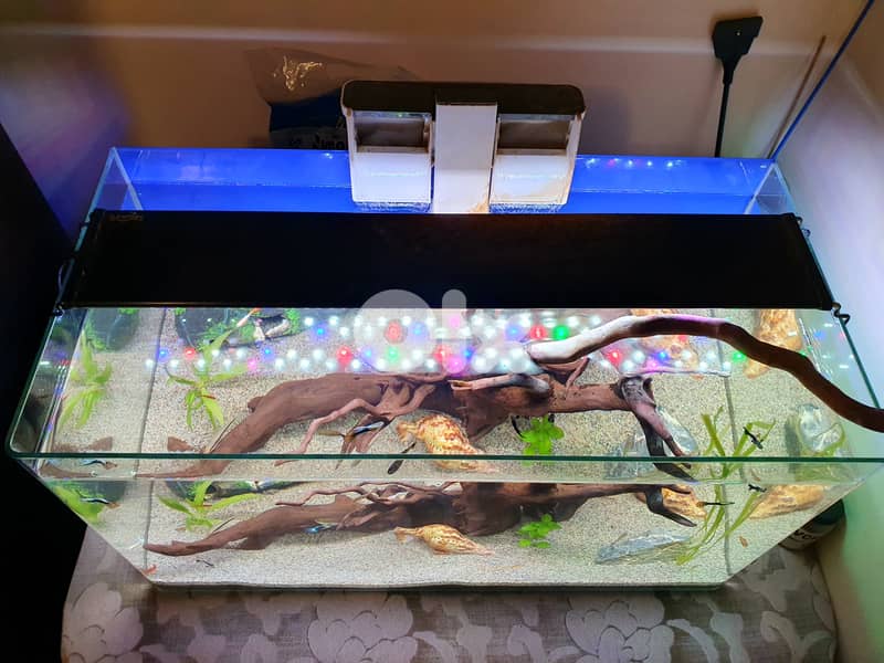 60 liter aquarium 1