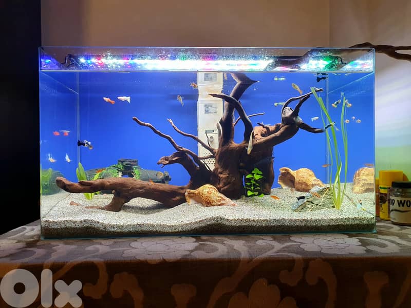 60 liter aquarium 2