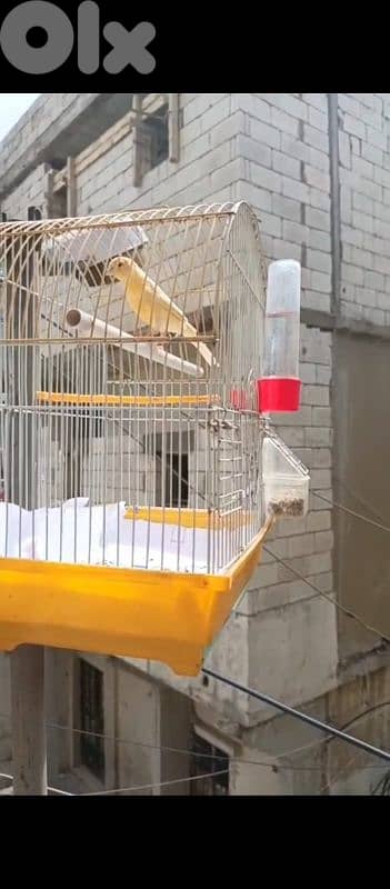 canary 2