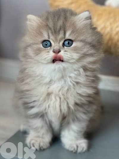 persian kitten للحجز