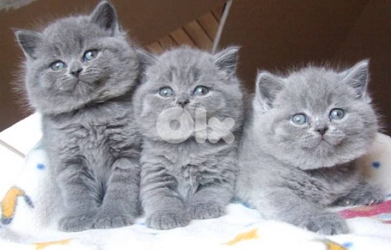 persian kitten للحجز 2