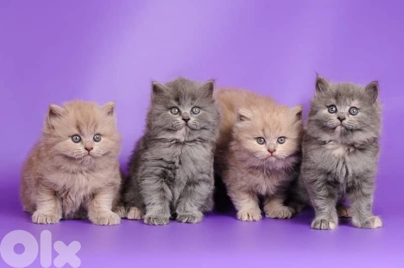 persian kitten للحجز 5