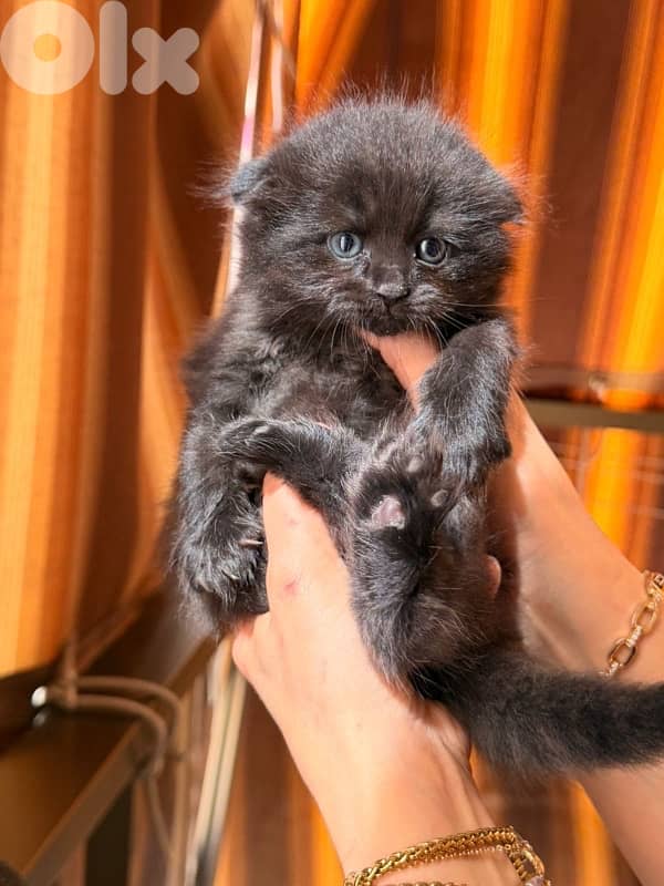 persian kitten للحجز 6