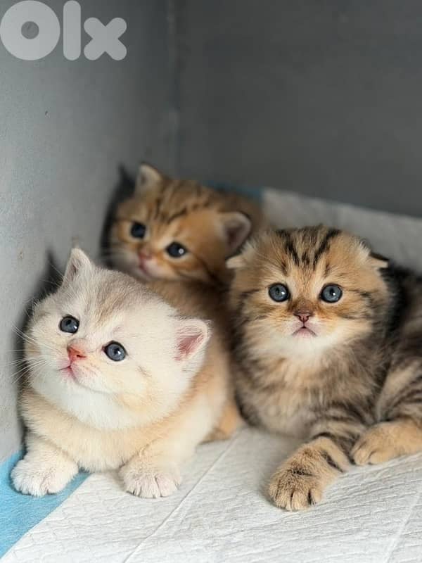 persian kitten للحجز 9