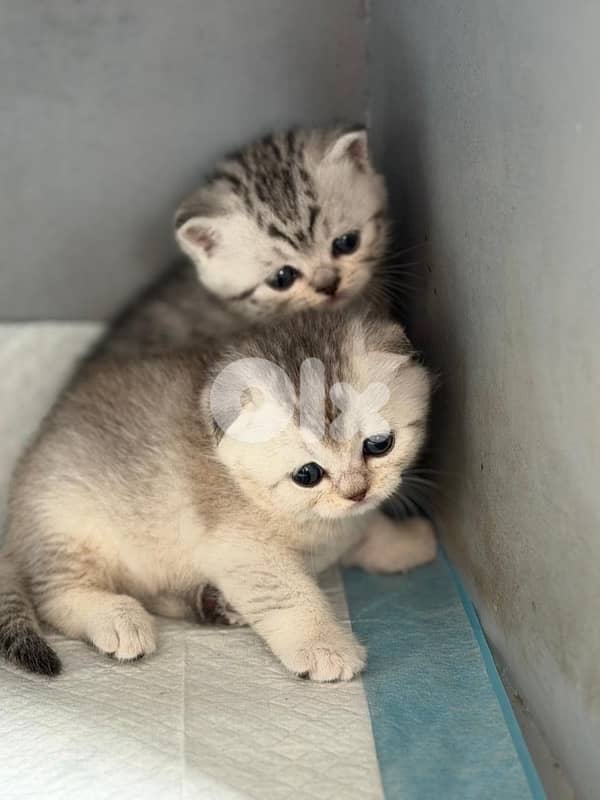 persian kitten للحجز 11