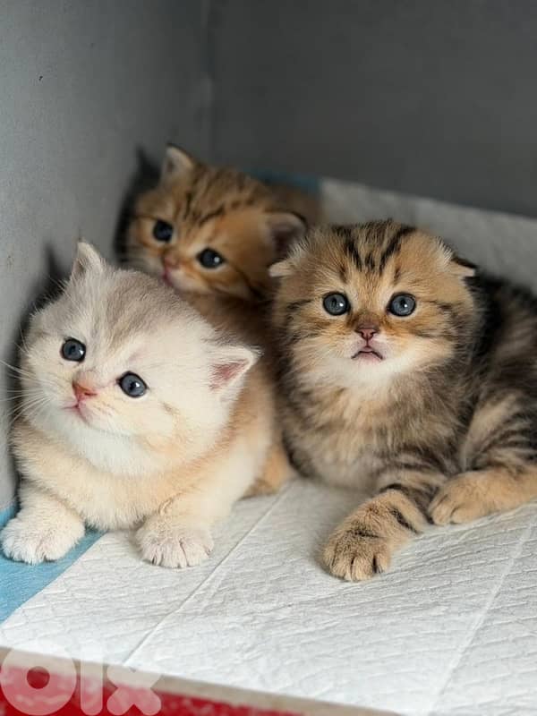 persian kitten للحجز 12