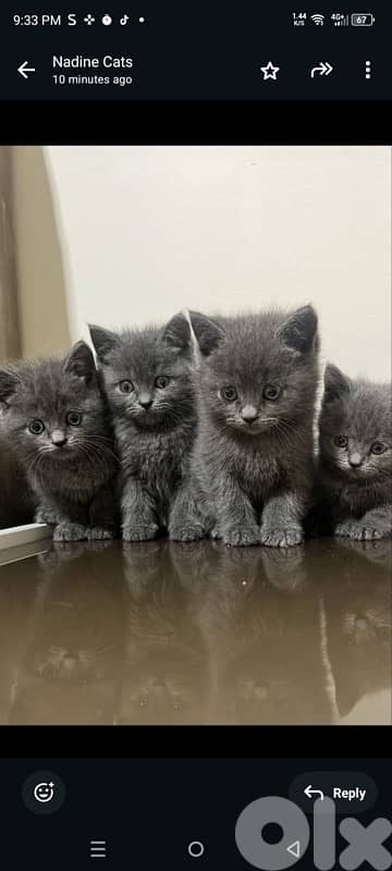 persian kitten للحجز 13
