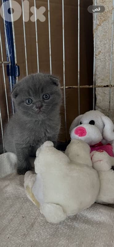 persian kitten للحجز 14