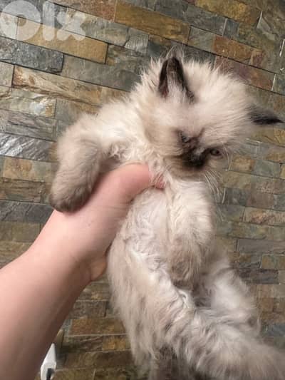 himalayan cat