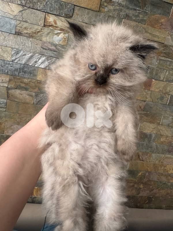 himalayan cat 1